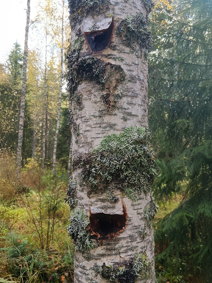 Vuoden ikäinen tahnaymppinappiviljelmä: kaarnaläppien alta näkyy jo selkeä pakurikasvaimen alku.